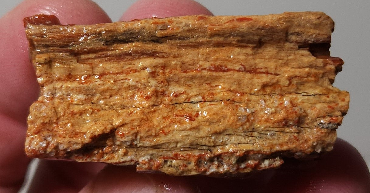 Arizona Petrified Wood with Bark