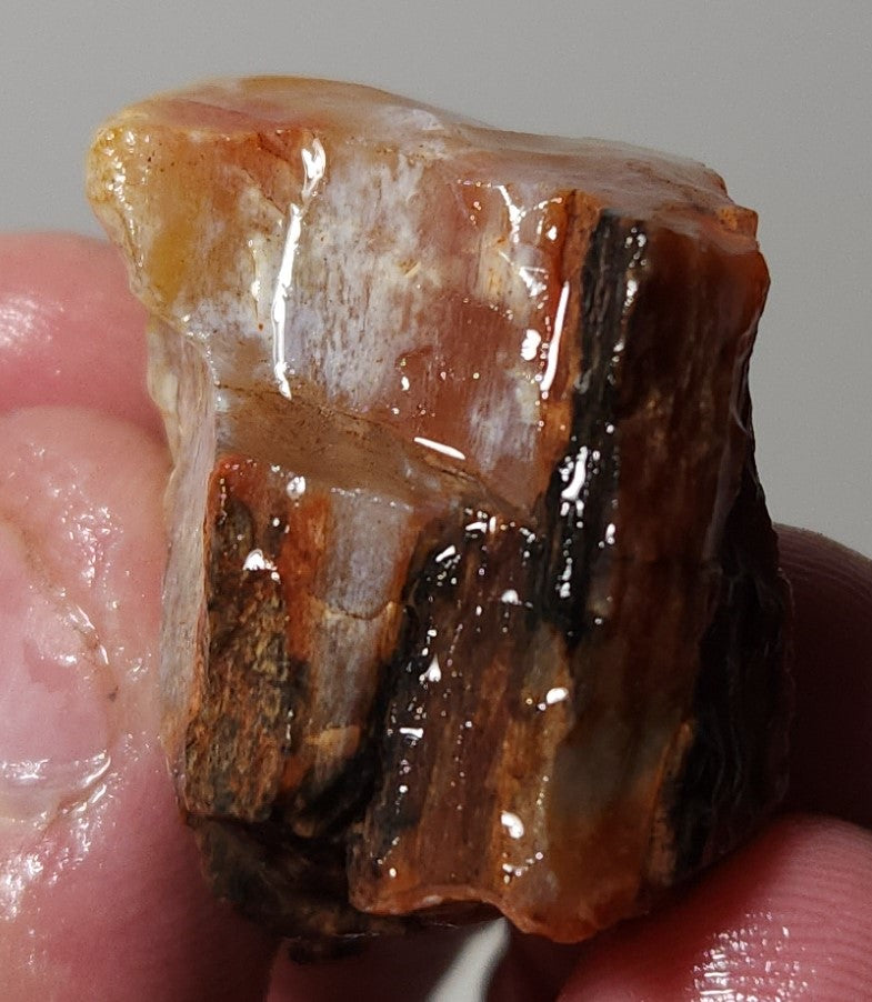 Arizona Petrified Wood