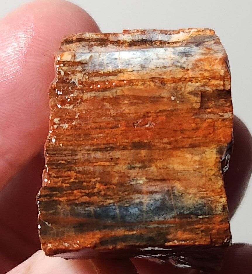 Arizona Petrified Wood with Bark