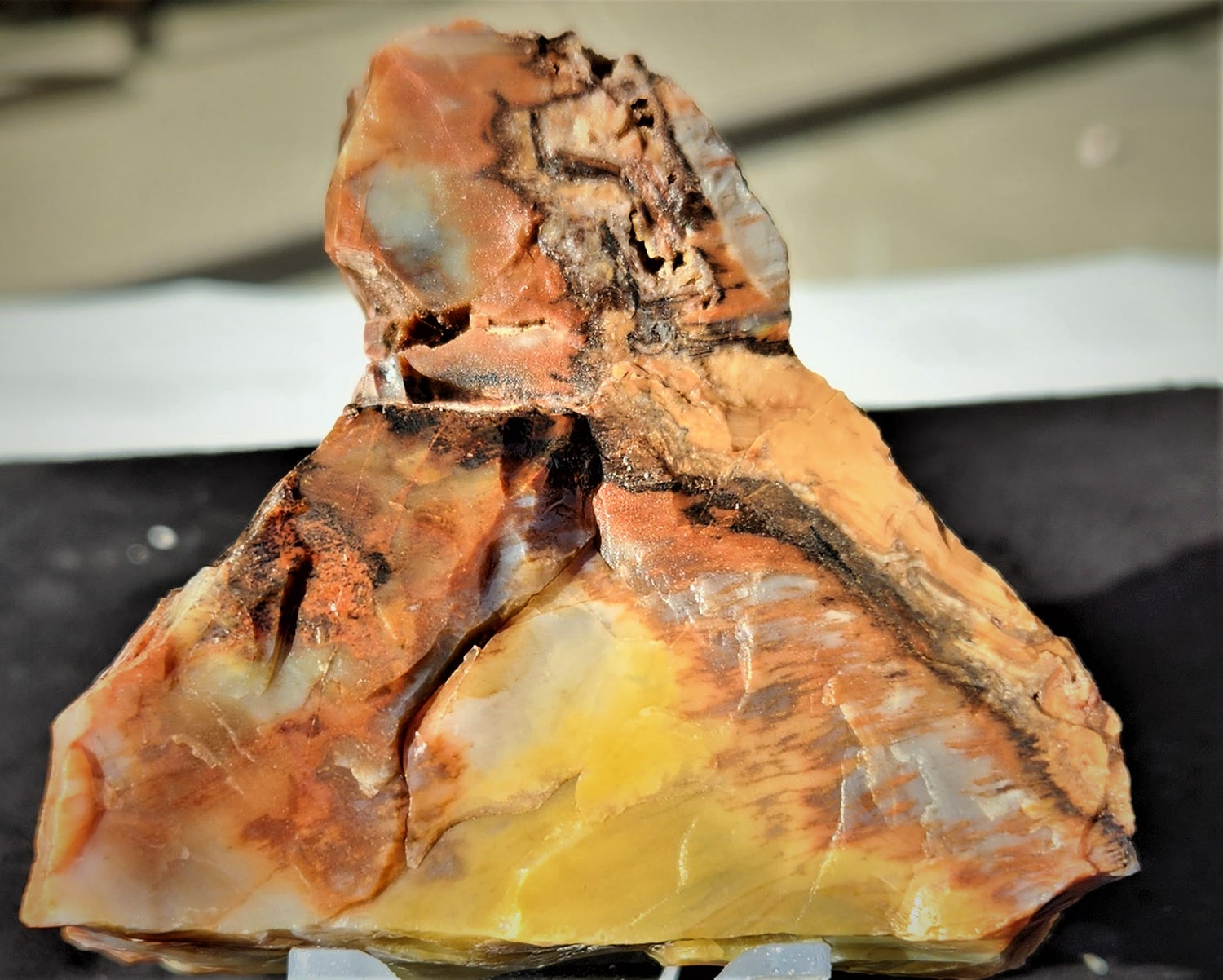 Arizona Petrified Wood