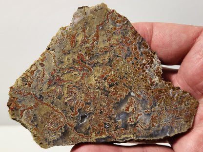 Bloody Basin Plume Agate Slab