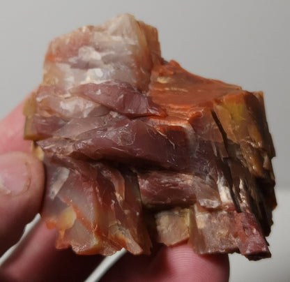 Arizona Petrified Wood