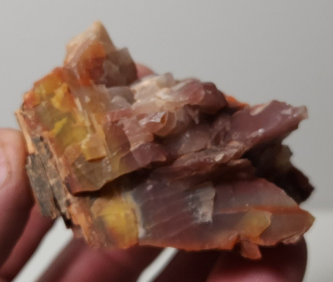 Arizona Petrified Wood