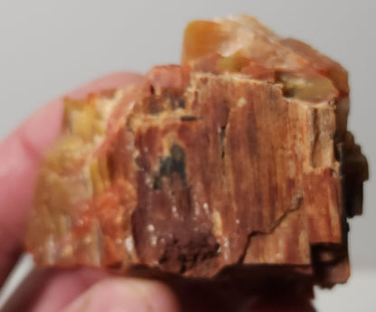 Arizona Petrified Wood