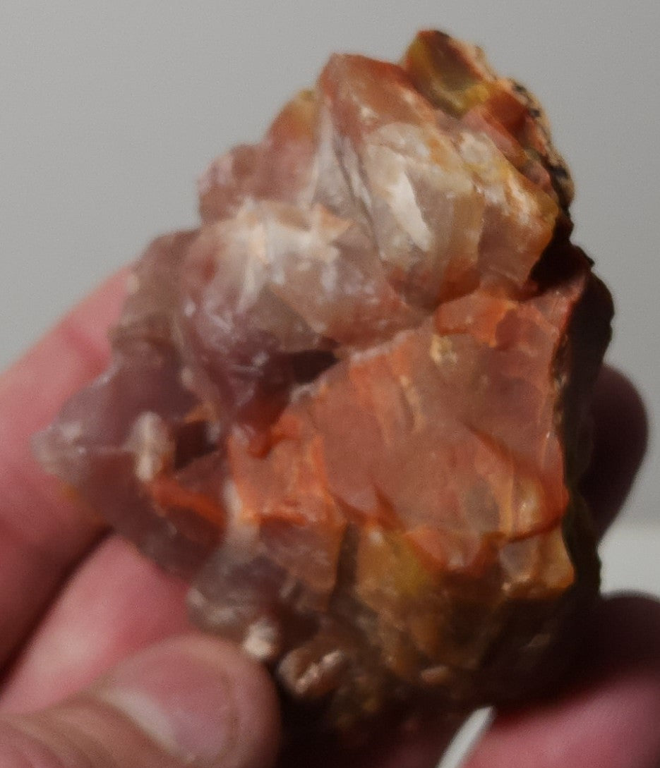 Arizona Petrified Wood