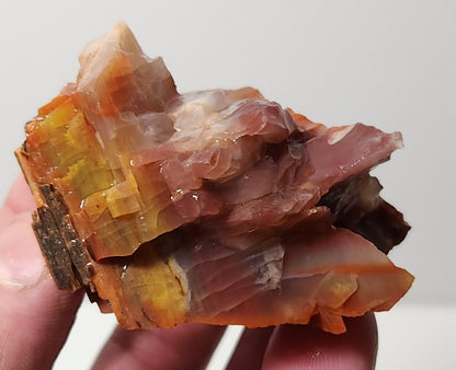 Arizona Petrified Wood