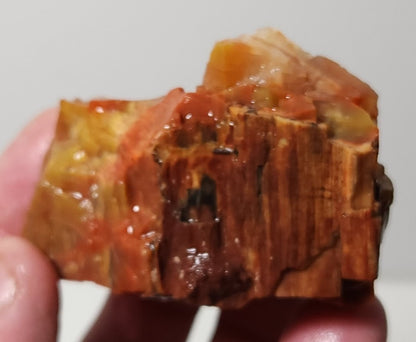 Arizona Petrified Wood