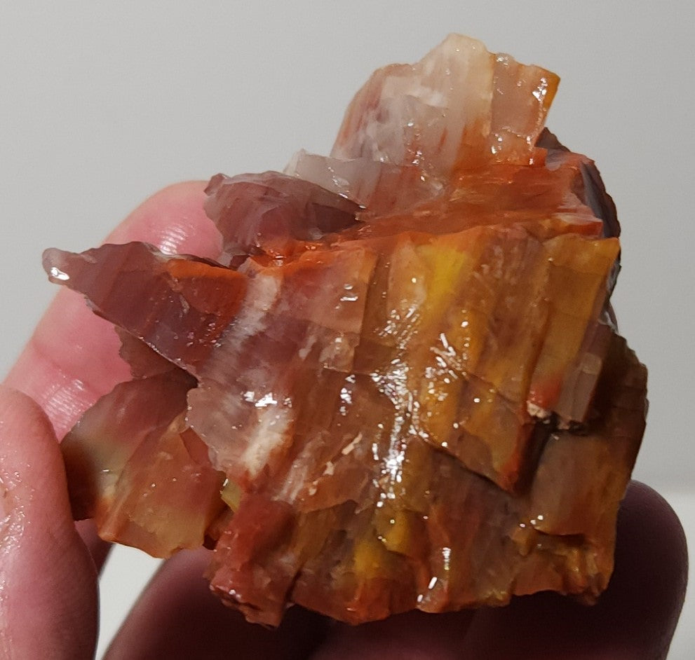 Arizona Petrified Wood