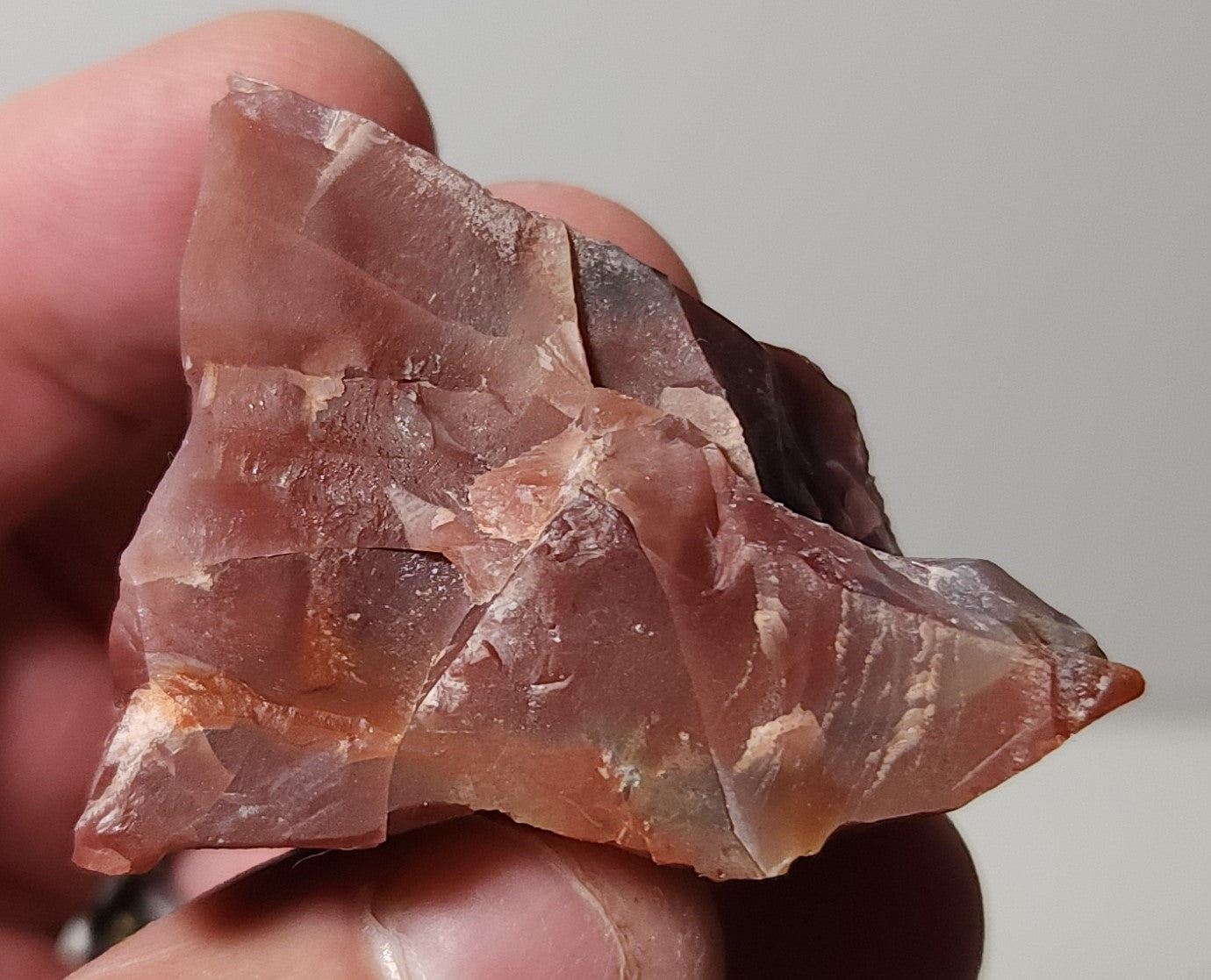 Arizona Petrified Wood