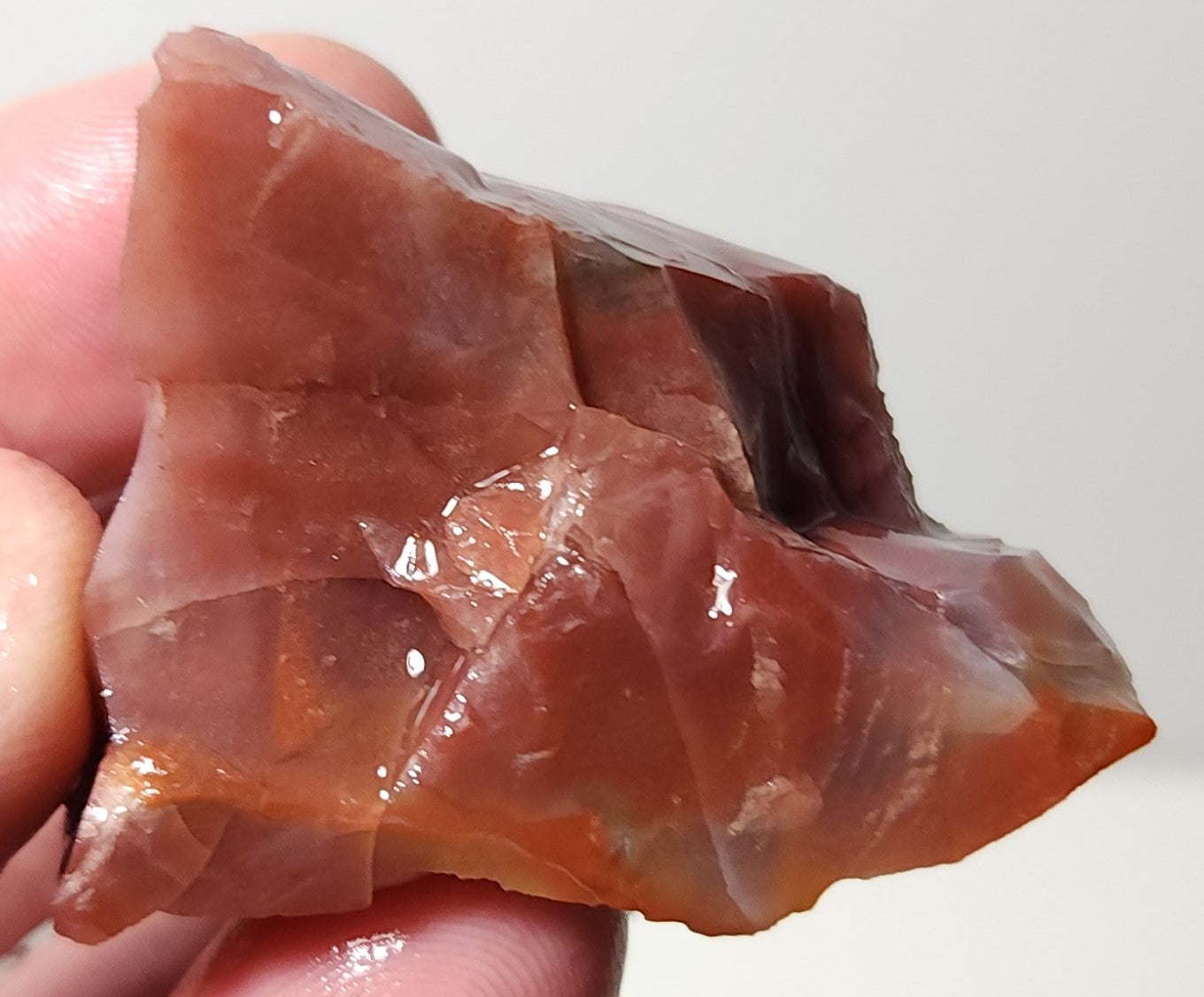 Arizona Petrified Wood