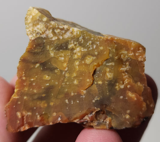 Arizona Petrified Wood with Bark