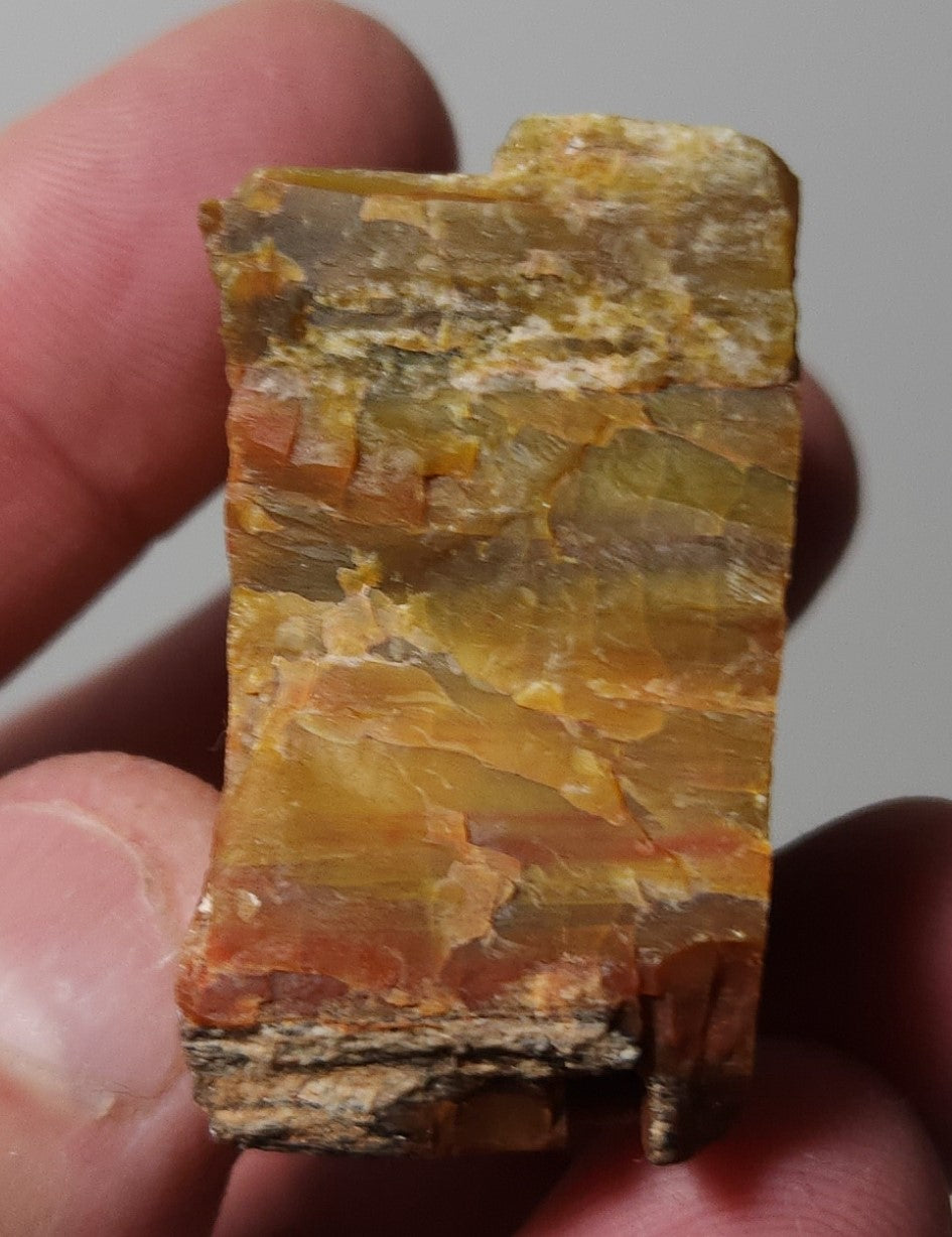 Arizona Petrified Wood with Bark