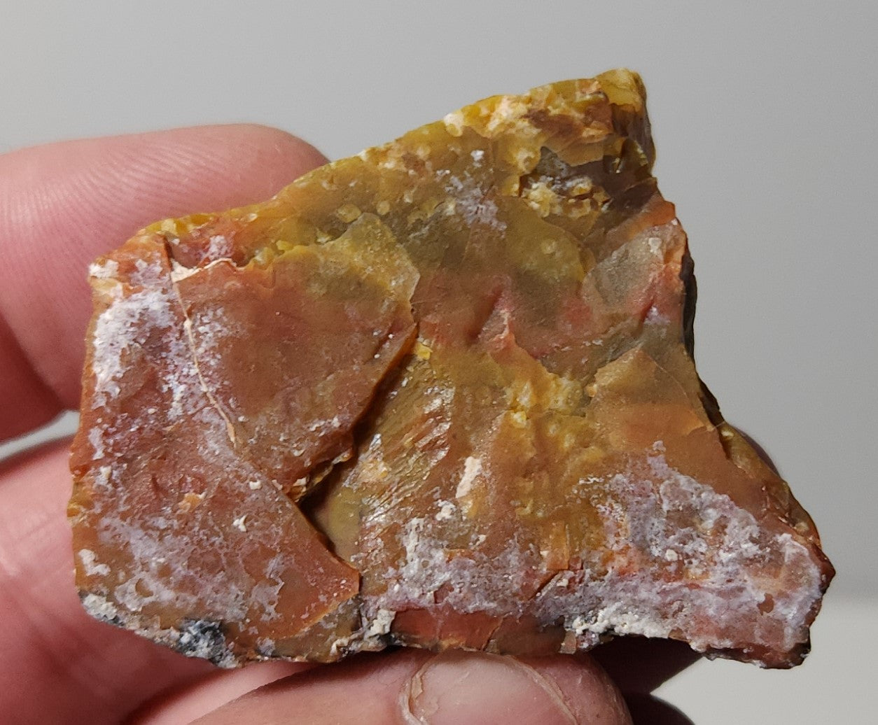 Arizona Petrified Wood with Bark