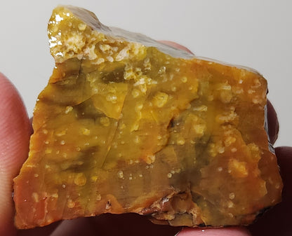 Arizona Petrified Wood with Bark