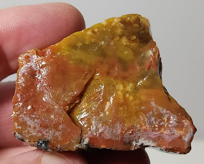 Arizona Petrified Wood with Bark