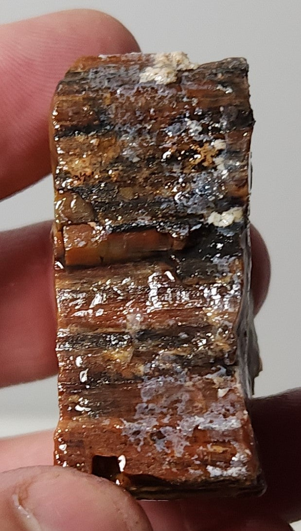 Arizona Petrified Wood with Bark