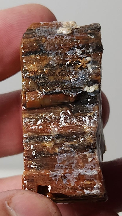 Arizona Petrified Wood with Bark