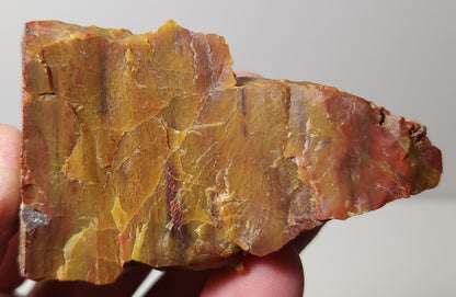 Arizona Petrified Wood with Bark