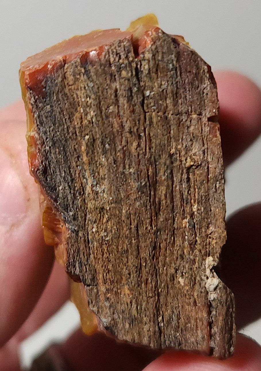 Arizona Petrified Wood with Bark