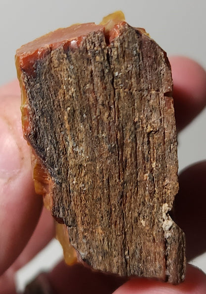 Arizona Petrified Wood with Bark