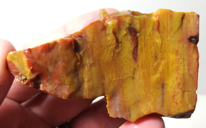 Arizona Petrified Wood with Bark