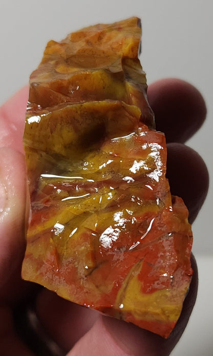 Arizona Petrified Wood with Bark