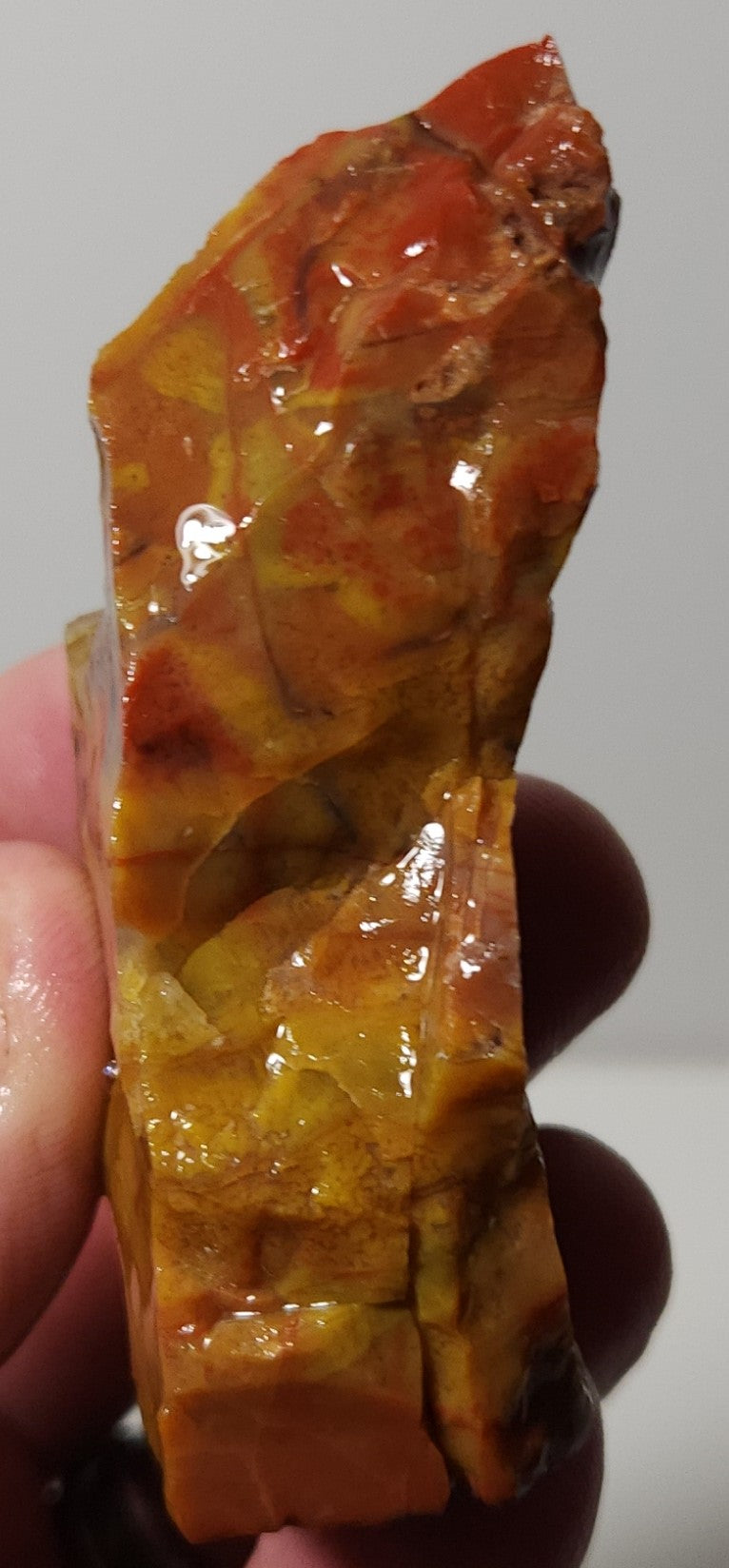 Arizona Petrified Wood with Bark