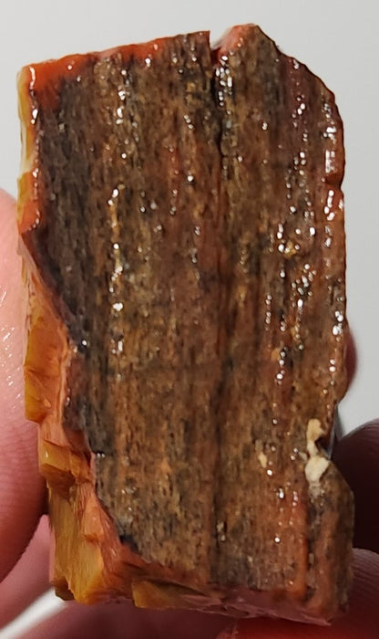 Arizona Petrified Wood with Bark