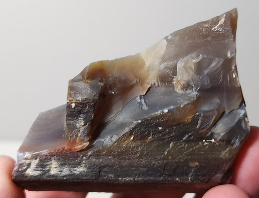 Arizona Petrified Wood with Bark