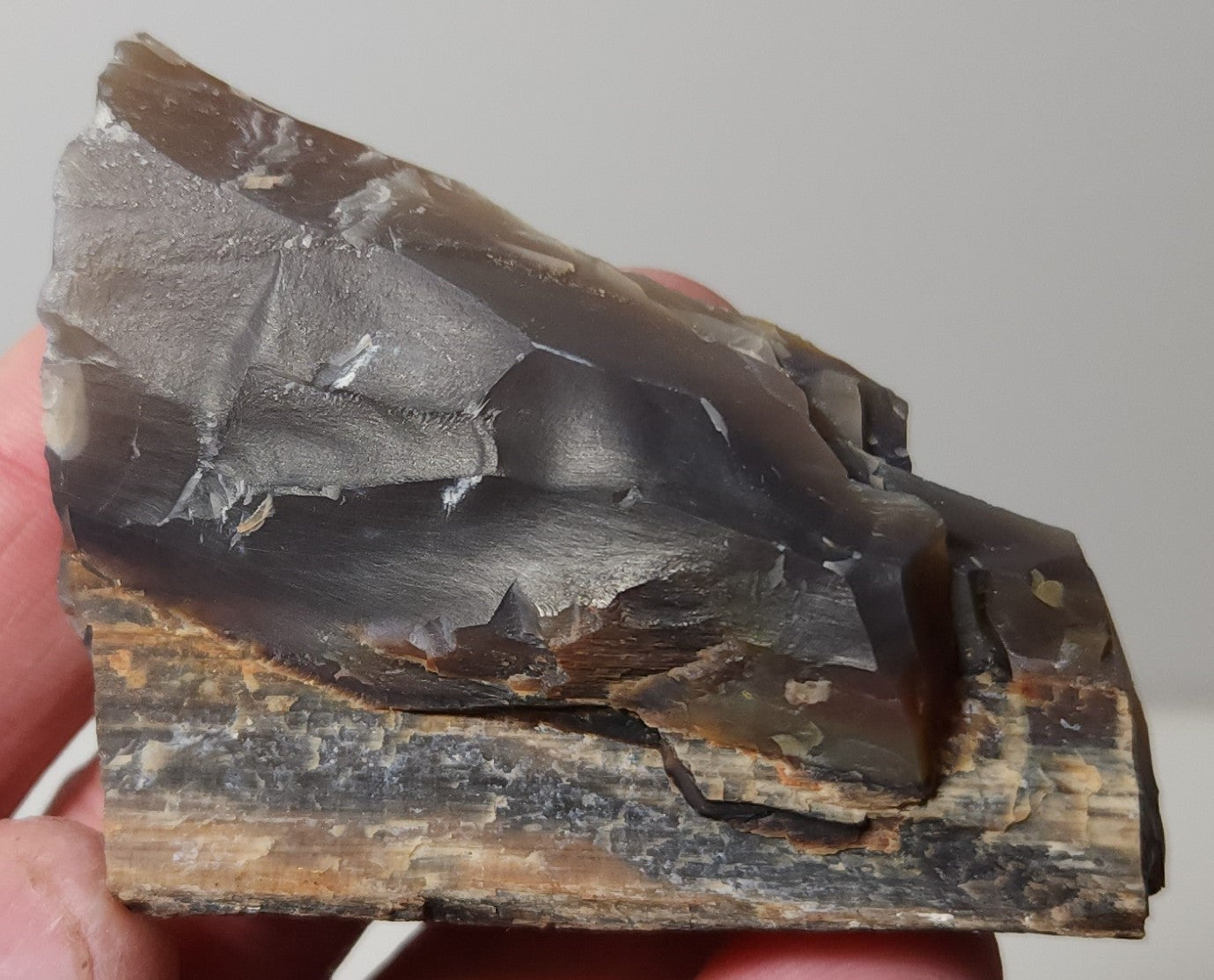 Arizona Petrified Wood with Bark