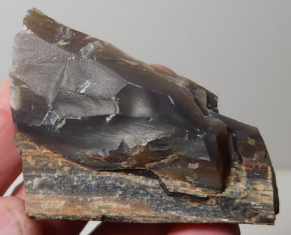 Arizona Petrified Wood with Bark