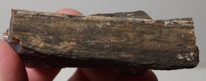 Arizona Petrified Wood with Bark