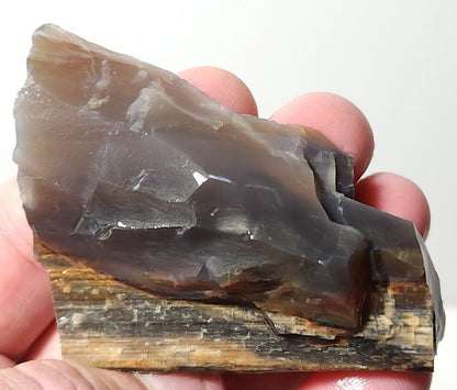 Arizona Petrified Wood with Bark