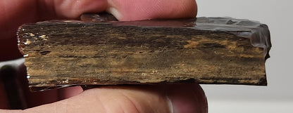 Arizona Petrified Wood with Bark