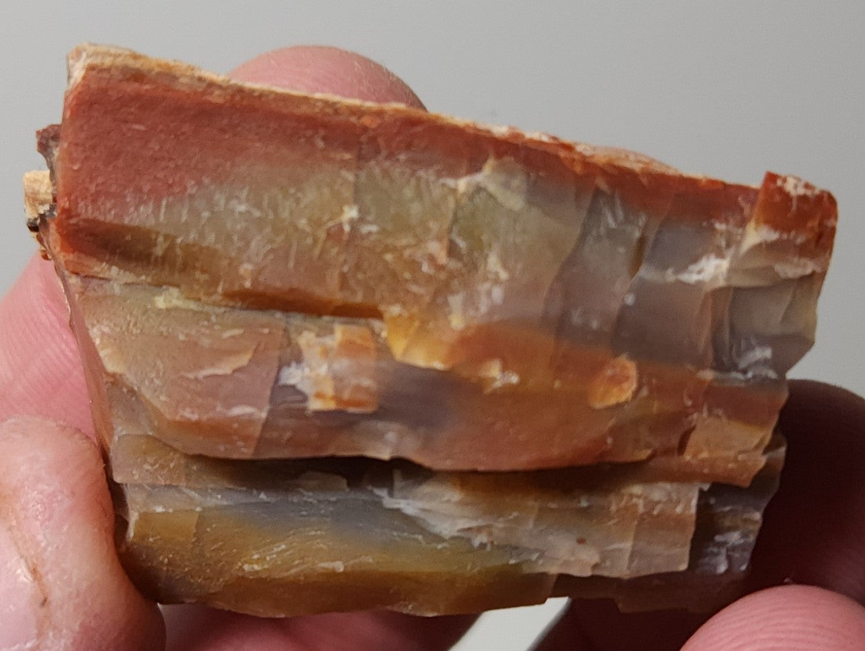 Arizona Petrified Wood with Bark