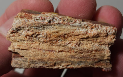 Arizona Petrified Wood with Bark
