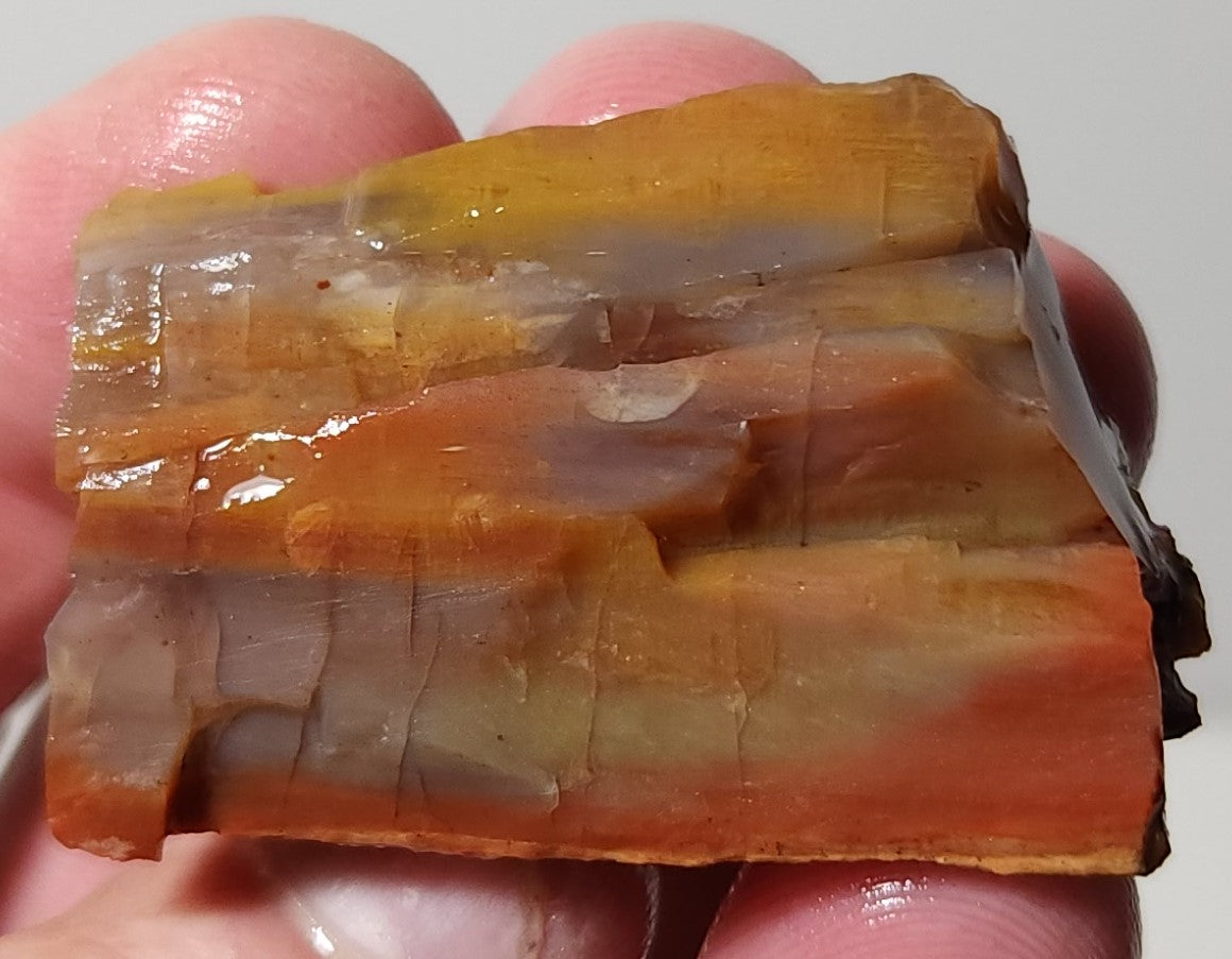 Arizona Petrified Wood with Bark