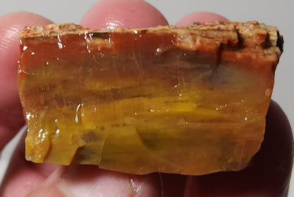 Arizona Petrified Wood with Bark