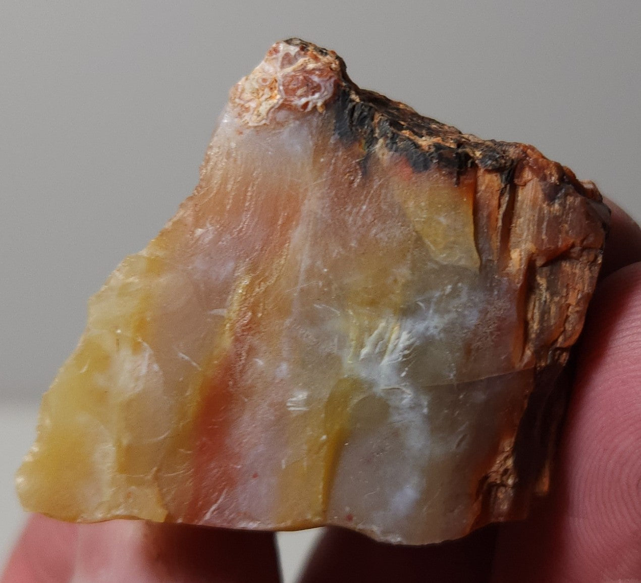 Arizona Petrified Wood