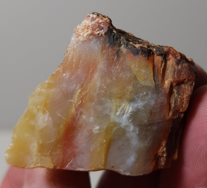 Arizona Petrified Wood