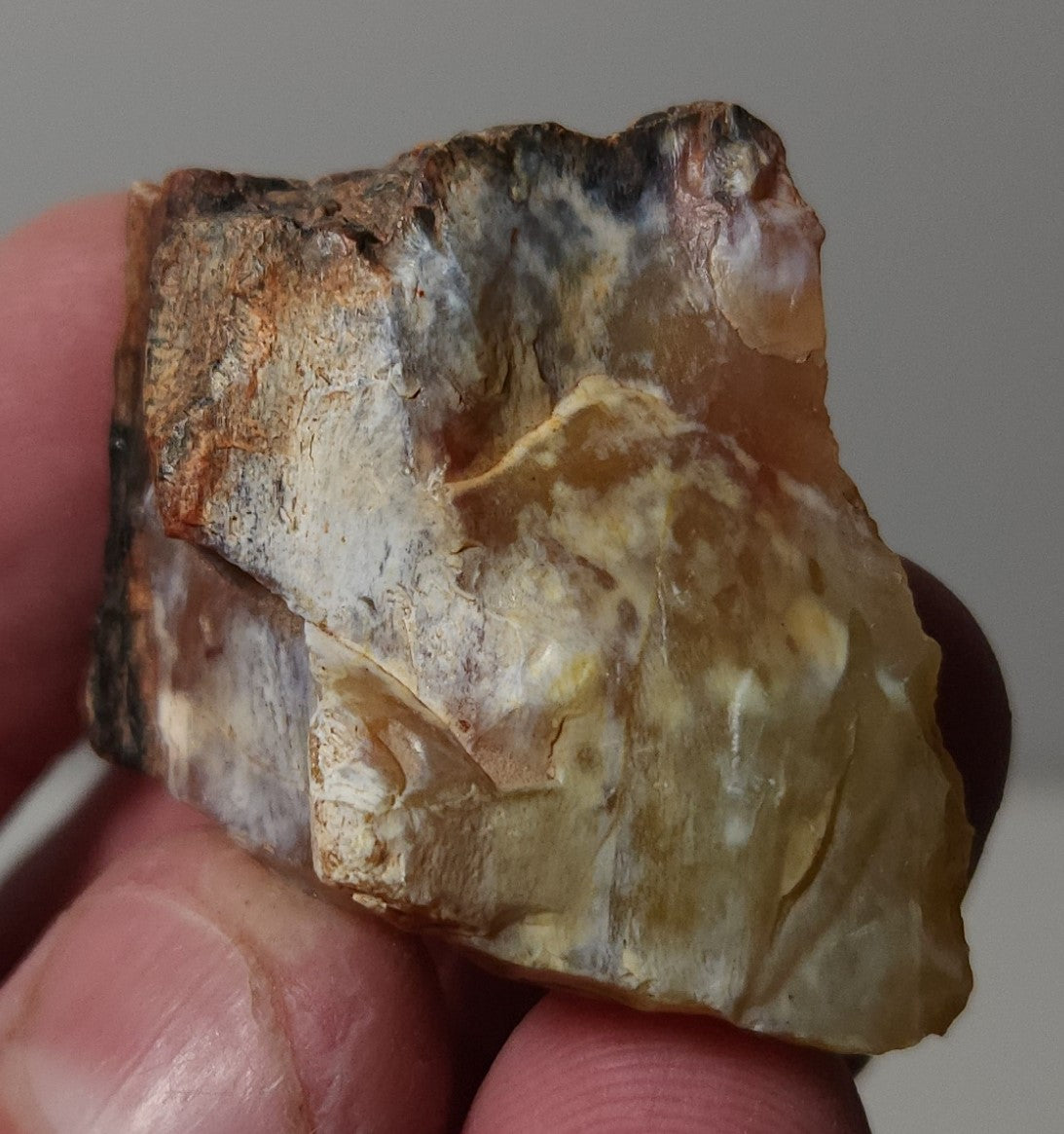Arizona Petrified Wood
