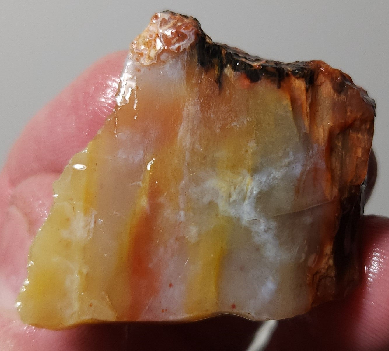 Arizona Petrified Wood