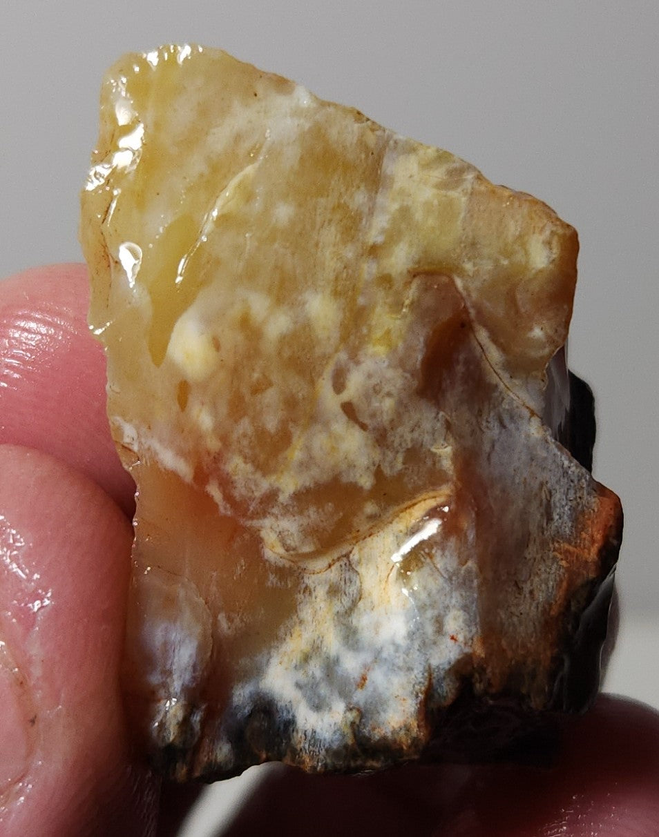 Arizona Petrified Wood