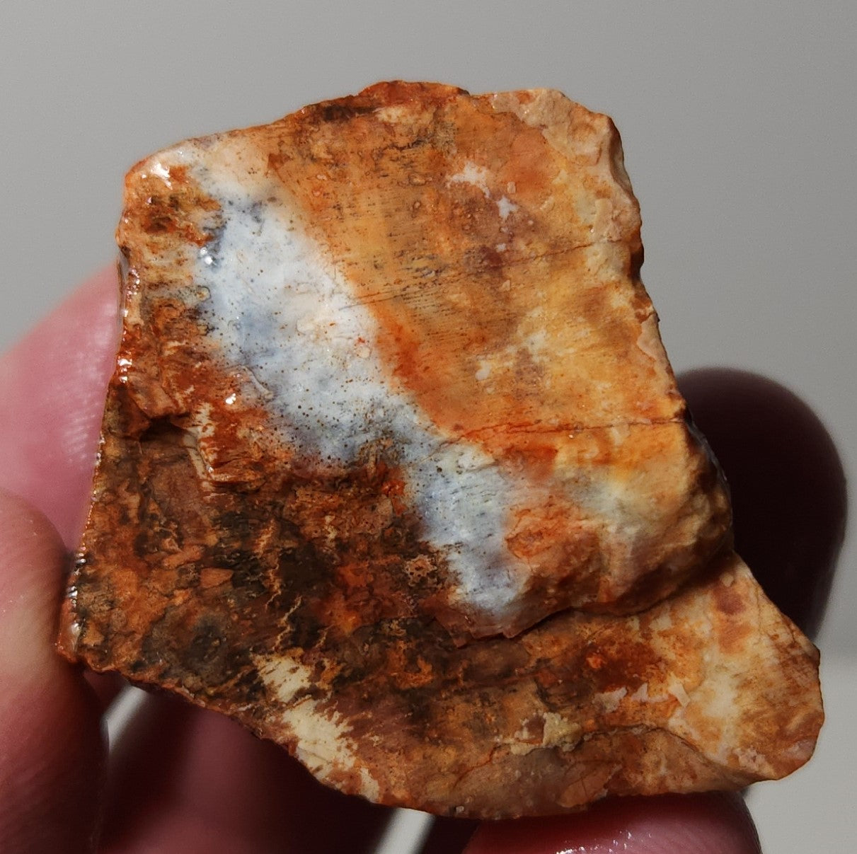 Arizona Petrified Wood with Bark