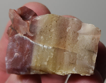 Arizona Petrified Wood