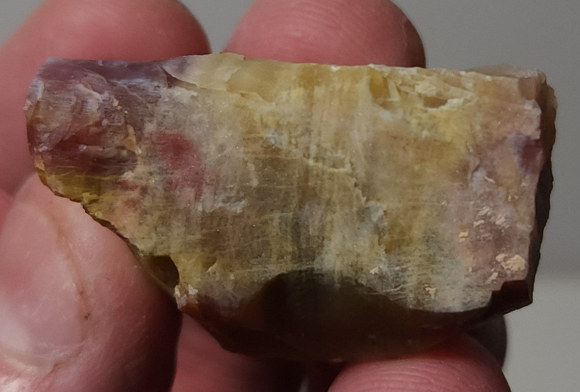Arizona Petrified Wood