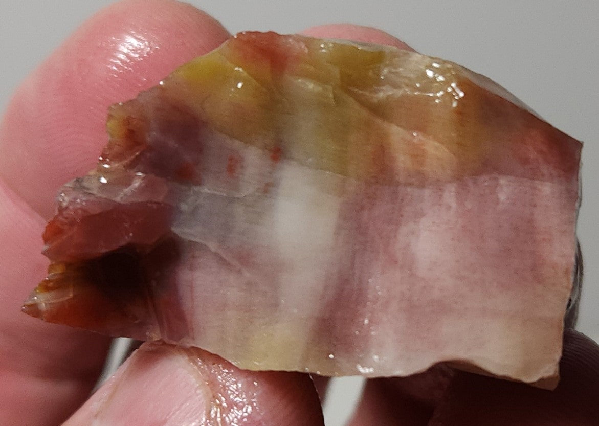 Arizona Petrified Wood