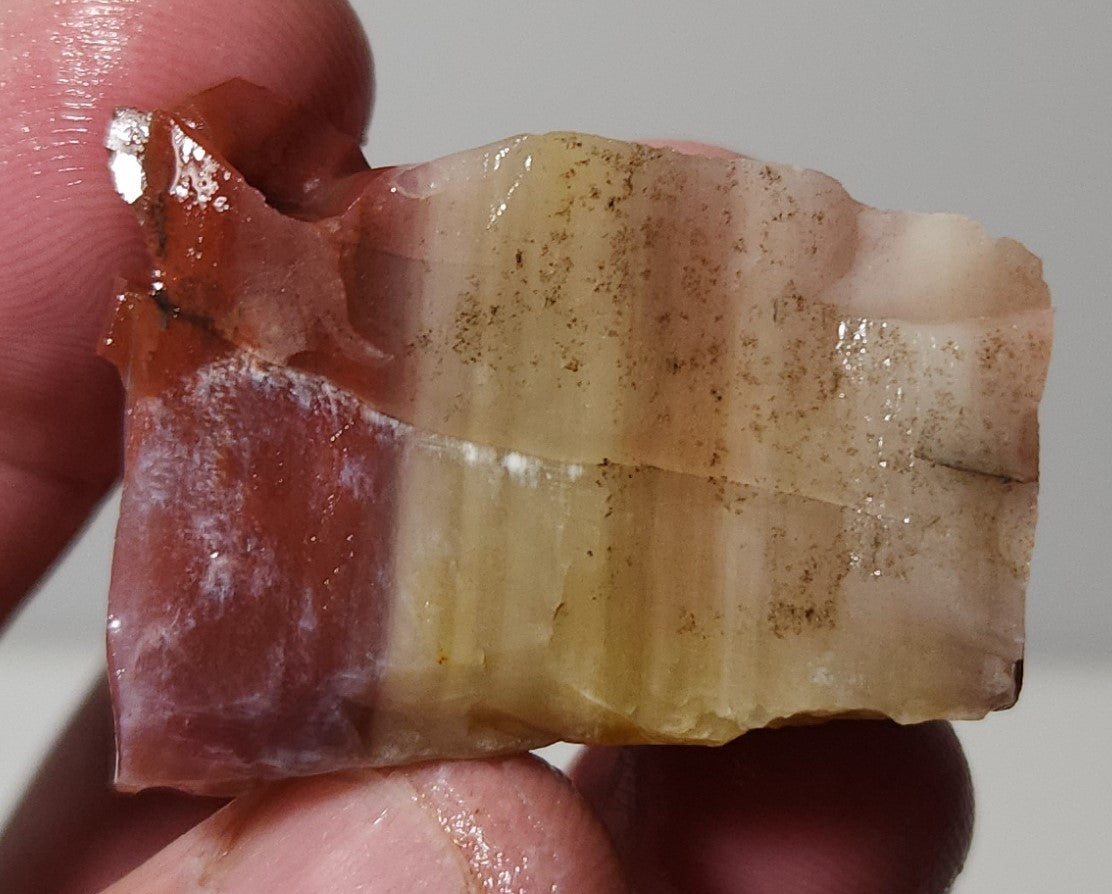 Arizona Petrified Wood