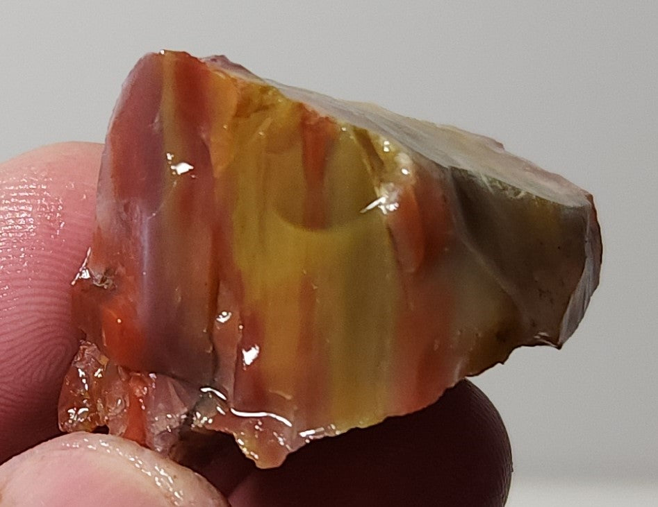 Arizona Petrified Wood