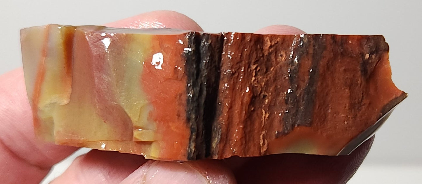 Arizona Petrified Wood-Resin Coated